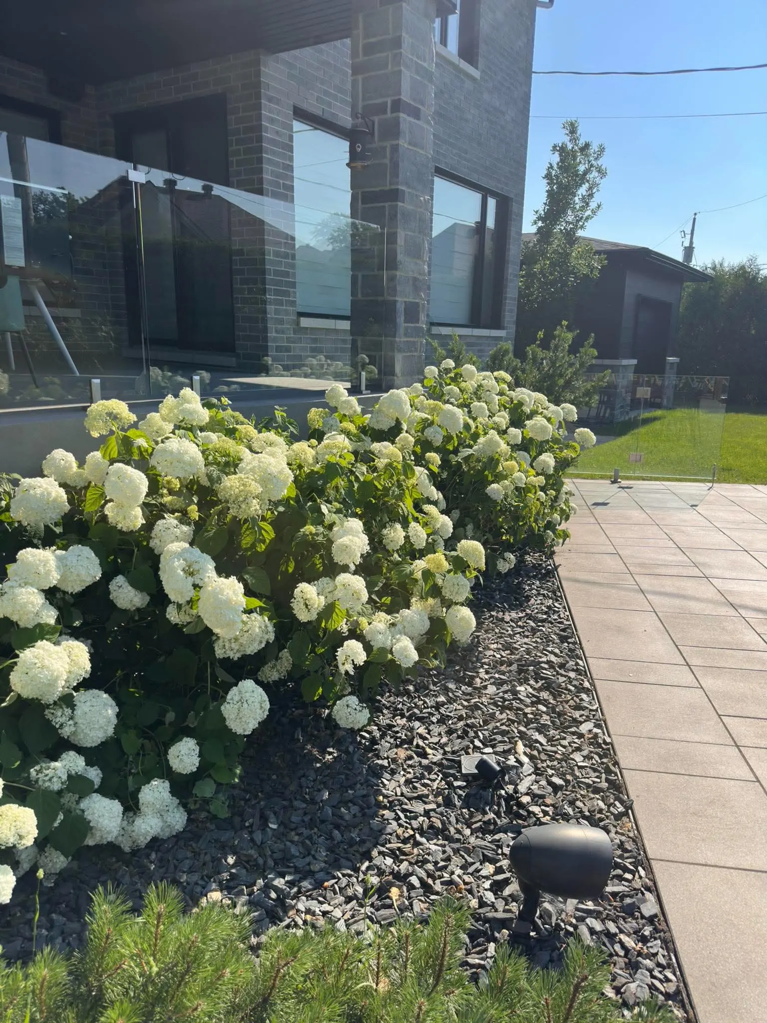 Hydrangées après le retrait des fleurs fanées