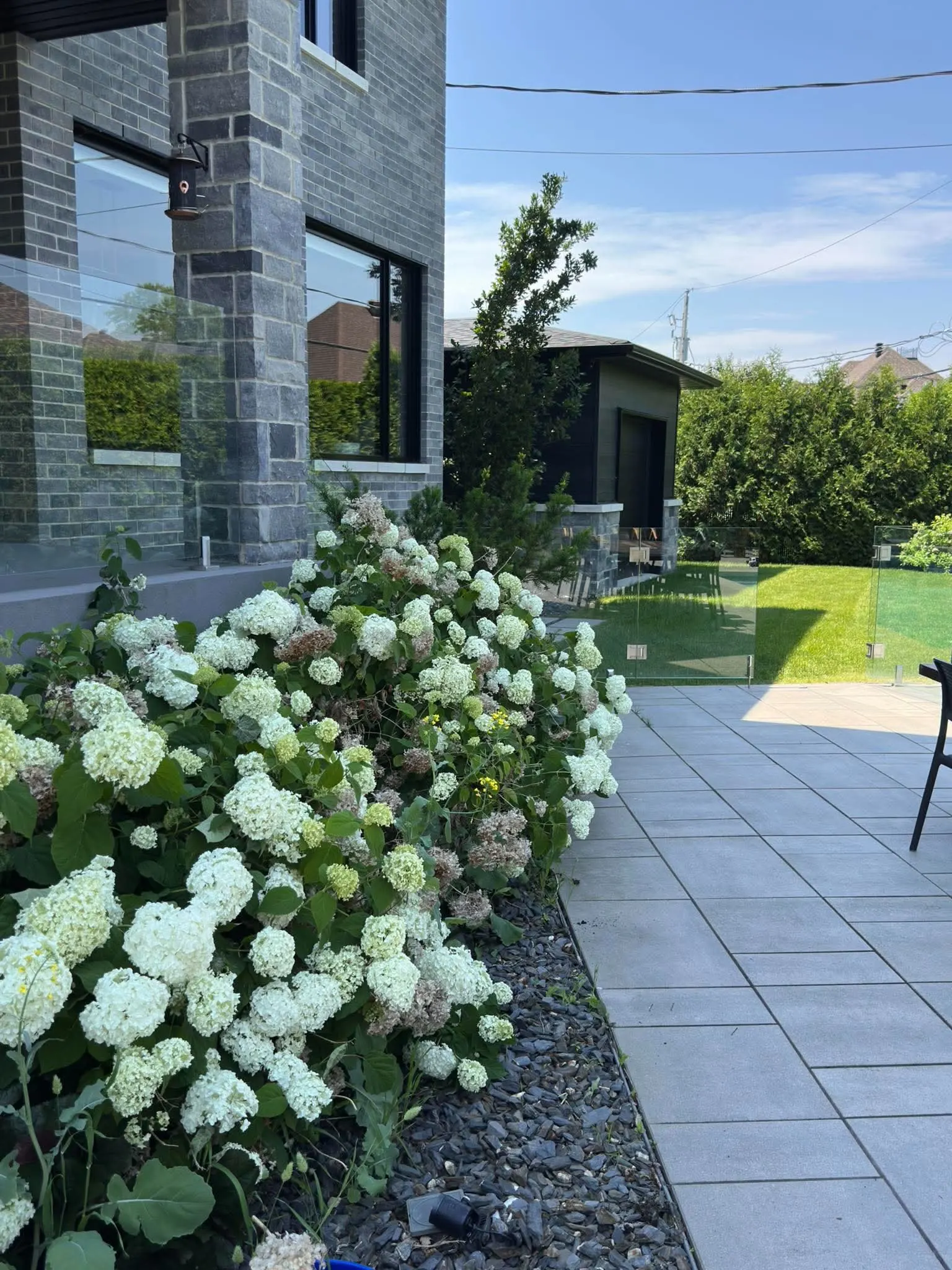 Hydrangées avec fleurs fanées avant l'entretien